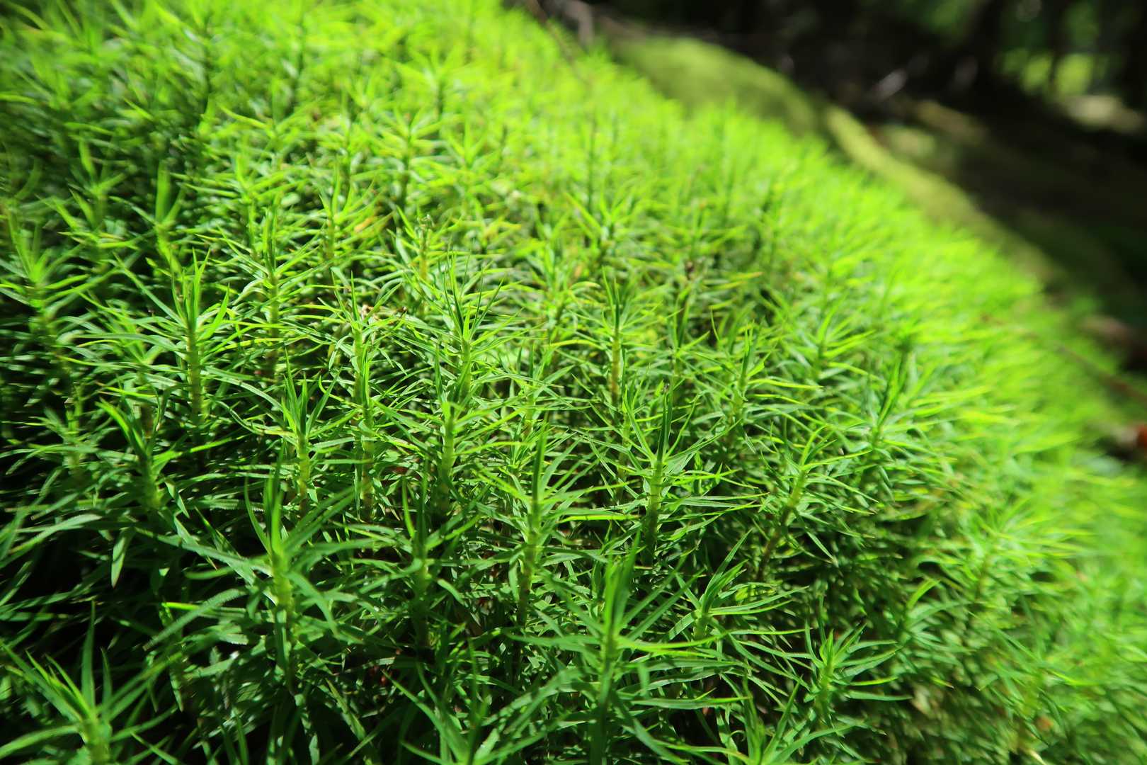 苔がきれいです