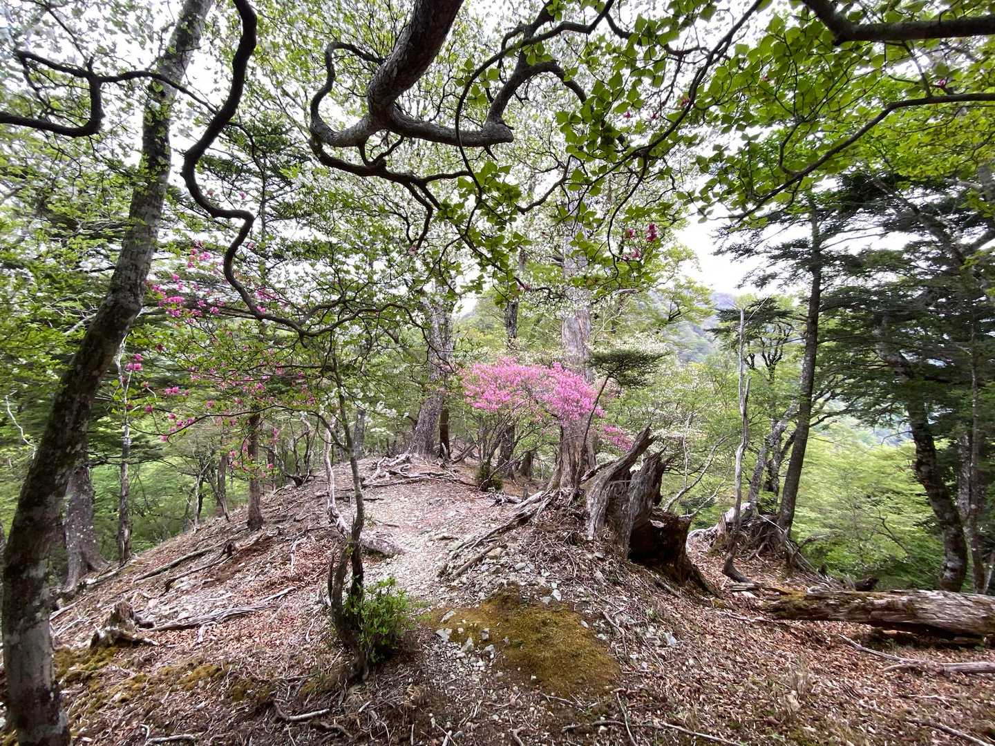 石立山登り口-別府峡登山口-石立山 周回コースの写真