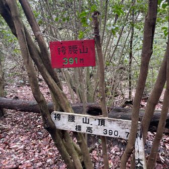 袴腰山ピーク
通り過ぎて、戻りましたあ