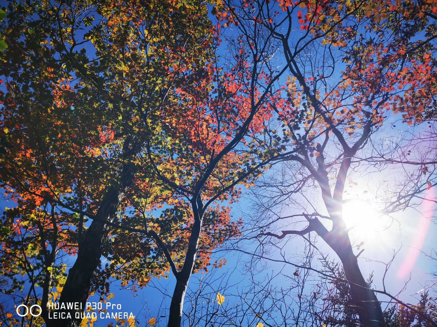 急登が一段落すると紅葉🍁を眺める余裕も出てきます😁