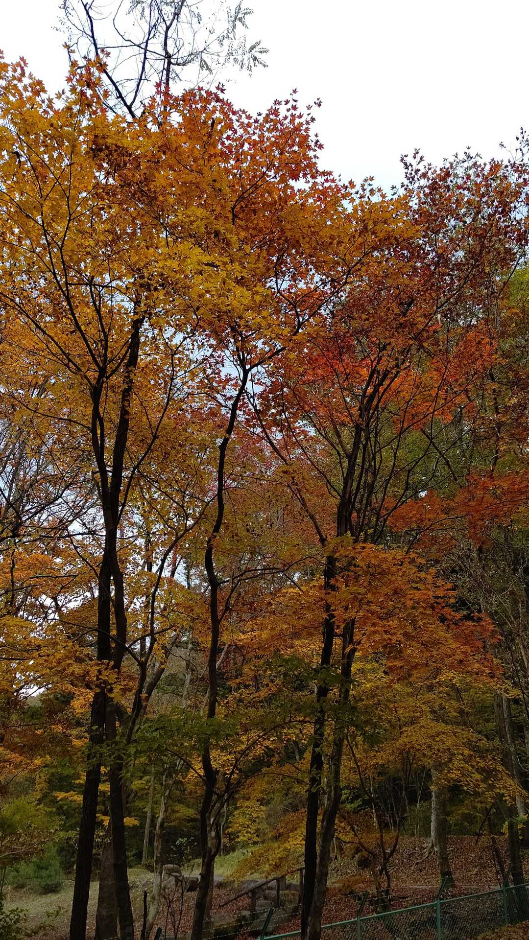 古峯園の紅葉が登山道からフェンス越しに見えます