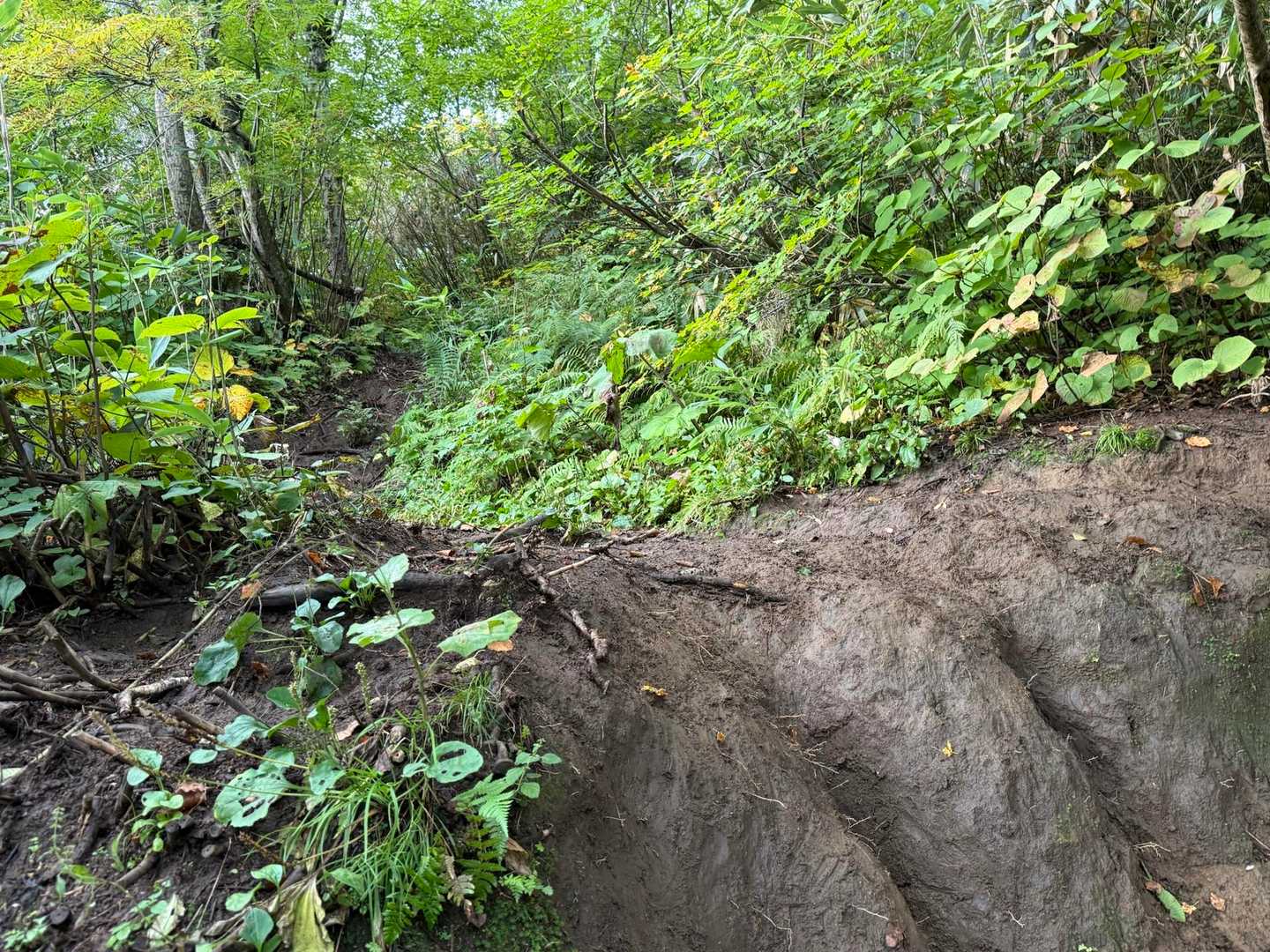 六合目までは粘土質なので足元要注意❗️
降りは特に‼️