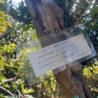 112mピークの説明😲フムフム