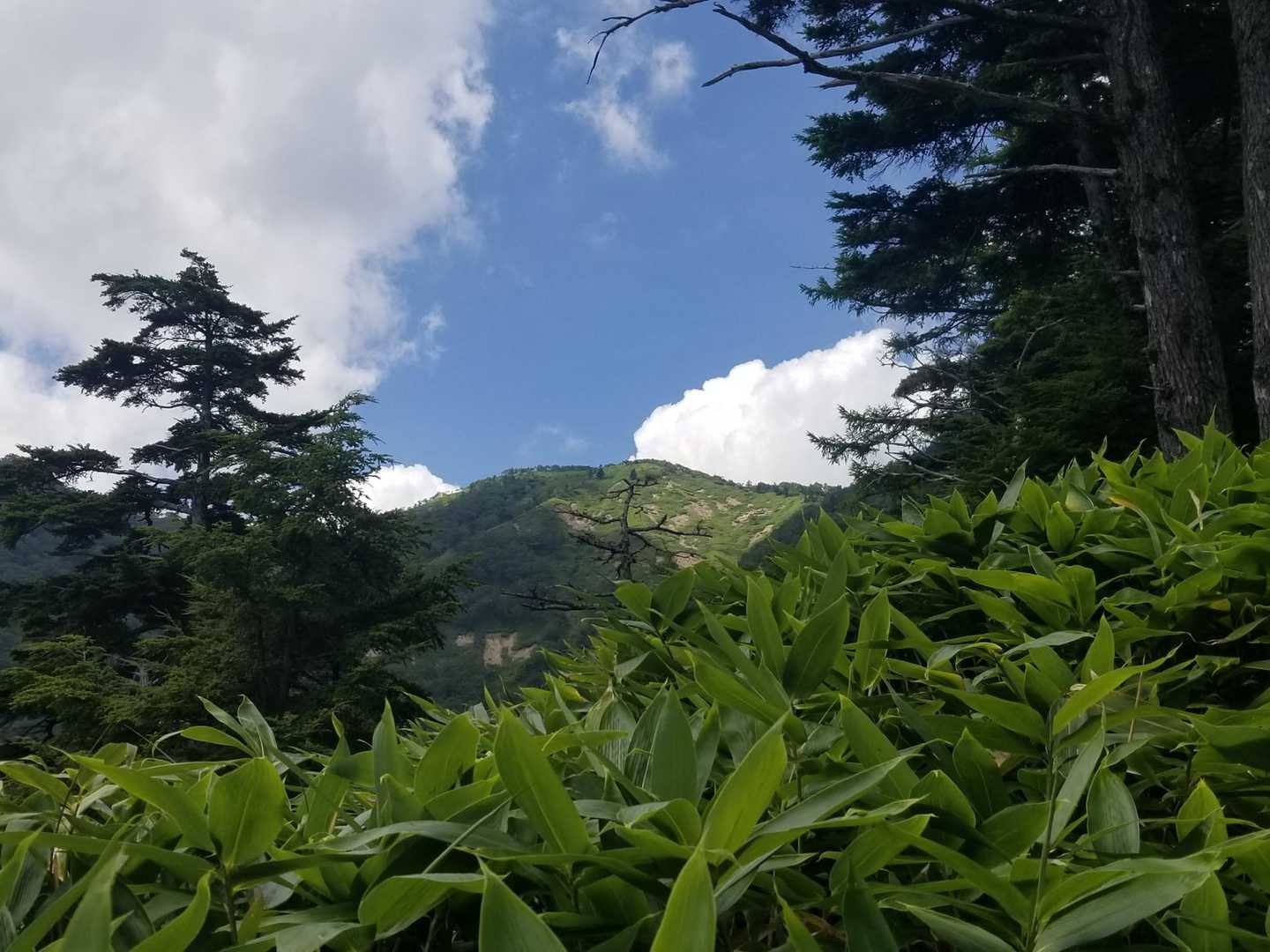 五色山⛰️をとらえる‼️相変わらず藪の中😭