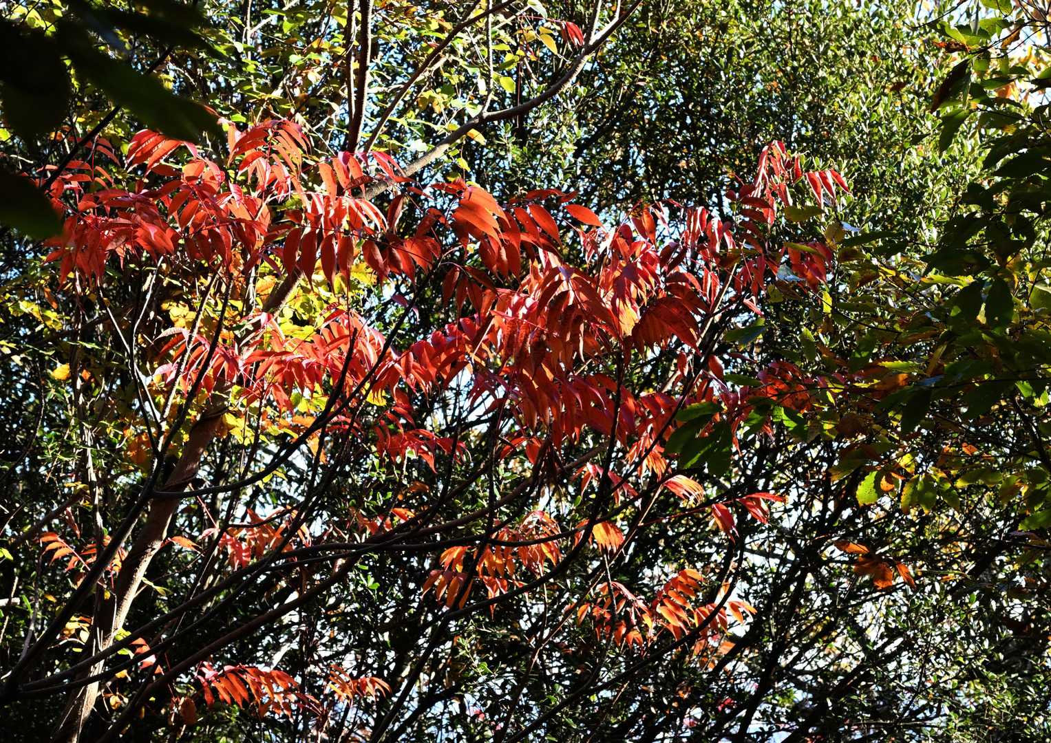 下山中は紅葉を楽しみながら