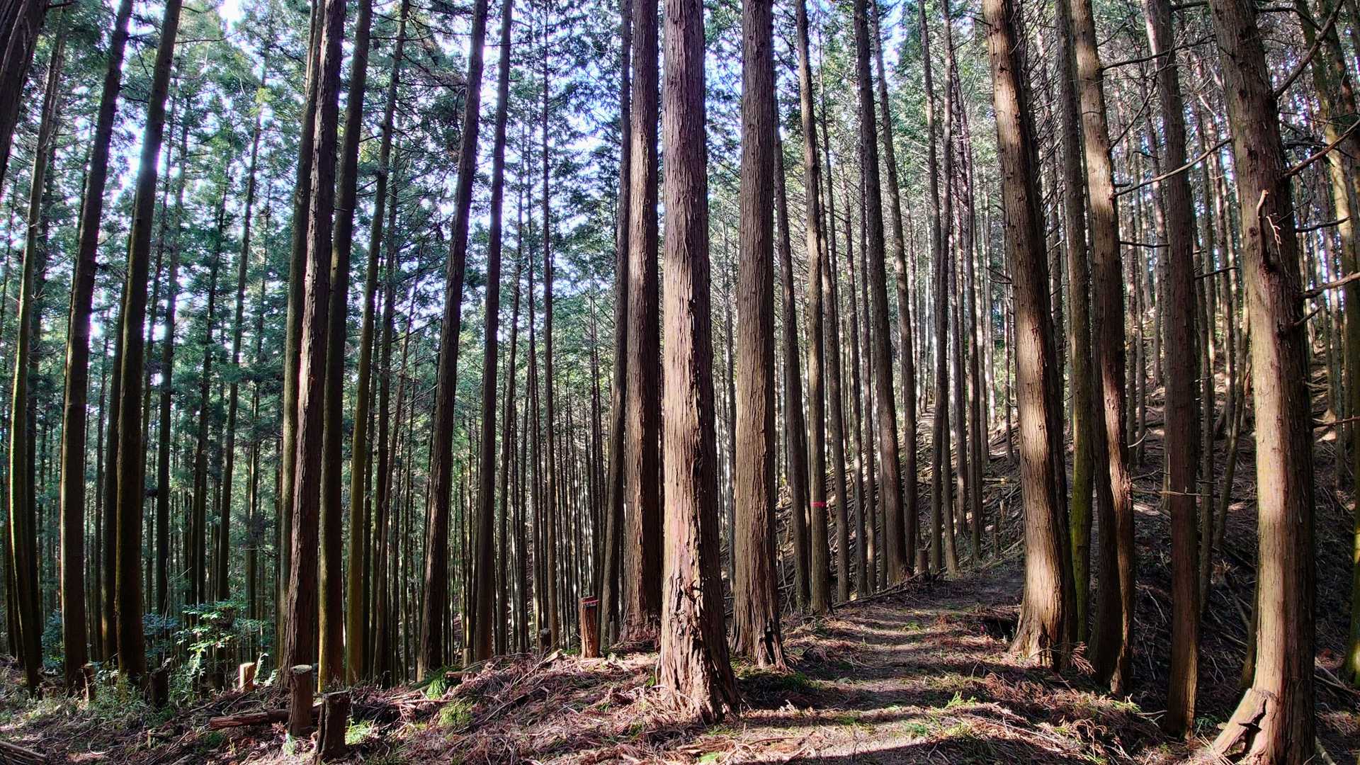 ほんとこういう尾根歩き大好き！😆⤴️
(簡単に言うと楽な登山道😅)