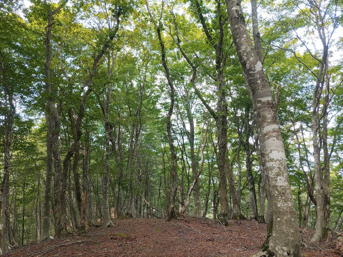稜線に乗りました！