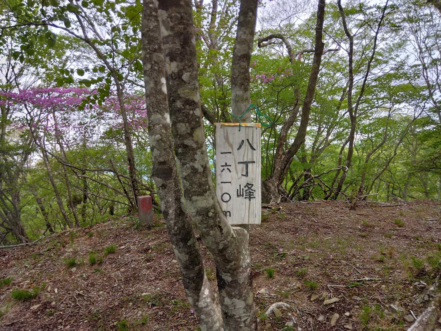 太刀岡山-越道峠-鬼頬山-黒富士-升形山-八丁峠-曲岳-曲 縦走コースの写真
