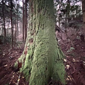 あまり人気の無い山なので、ゴミが捨ててあったり、自然を荒らしてある感じもありません♪（＾_＾）