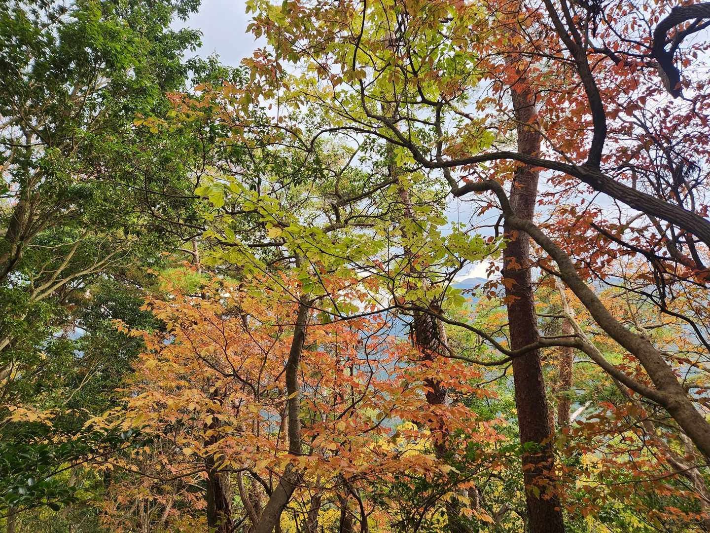 🍁綺麗