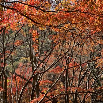途中に豊川稲荷神社あり
紅葉谷参道🍁
素晴らしかった。