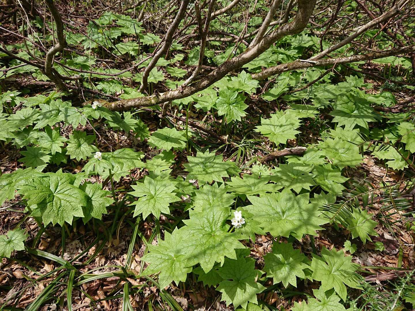 わさわさ生えてますね🌱
でもやっぱり花芽は少ないなぁ😞