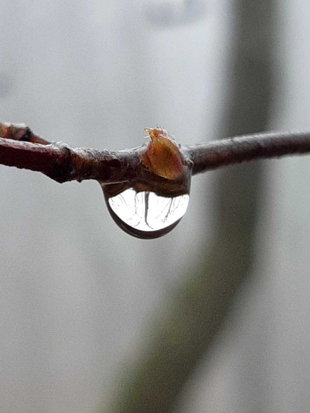 何かターゲットは無いかと見渡して林が写り混んだ雫💧