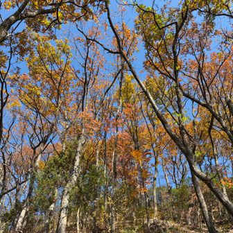 順光方向であると森の紅葉はこんなにも色濃く映る
逆光の森とは違う良さがある