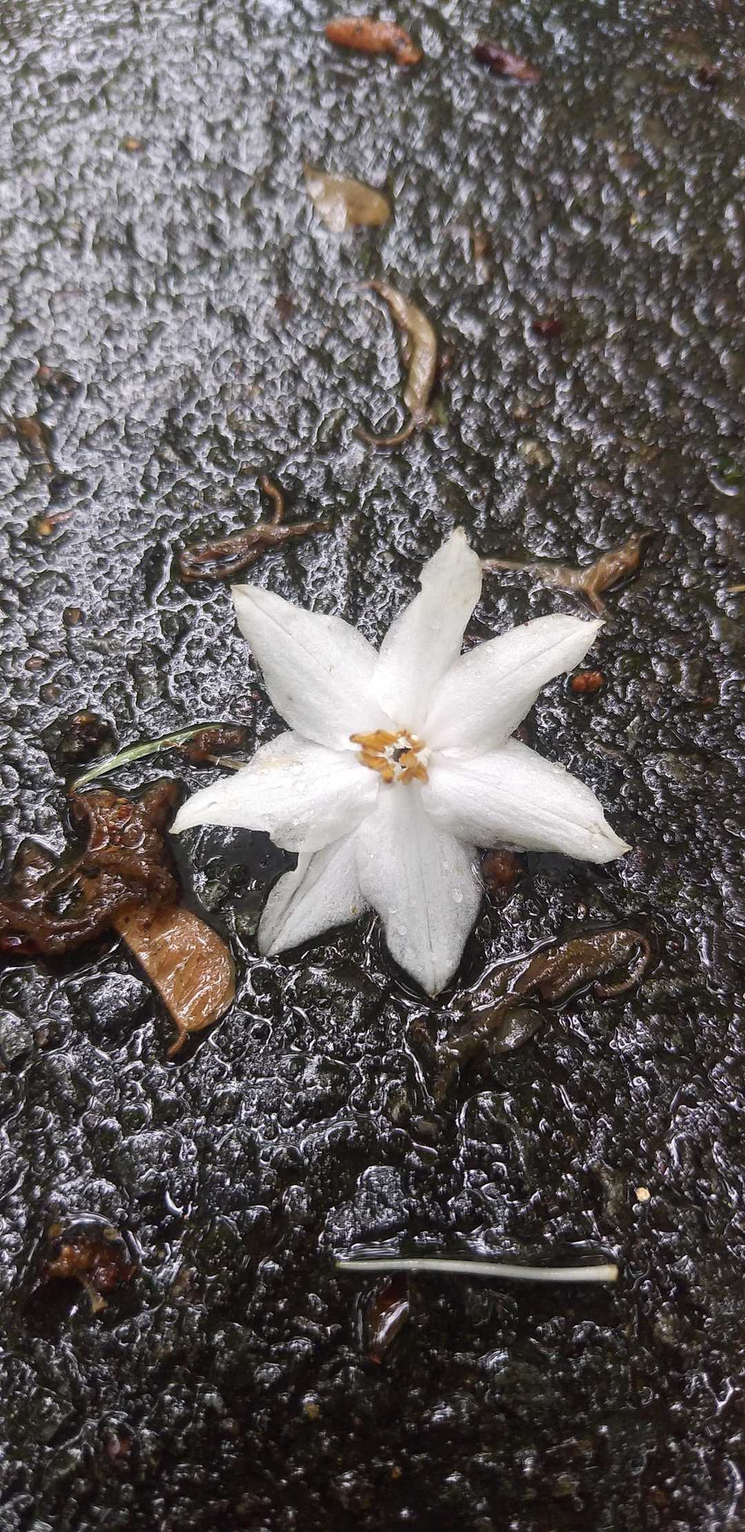 着地したばかりのエゴの木の花　絨毯は終わってた😢