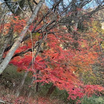 まだ紅葉残ってました

中腹は公園となっていて、整備された道を登ります