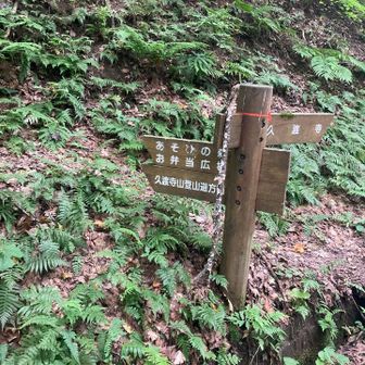 で、また引き返しセンターの方へ。
センター前は虫取りしている子ども達て賑やかでした