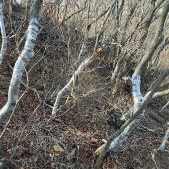 下山は周回します　樹木の，幹にサランラップみたいのが大量に巻いてある？どうやらアカヤシオを鹿による食害から保護しているようだ。
これってもの凄い労力ですよ