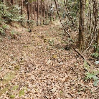 最初はきれいな林道