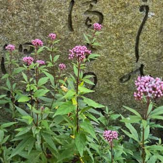 フジバカマはまだ蕾が多い