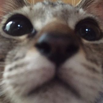 hook tail  ₍˄·͈༝·͈˄₎ฅ