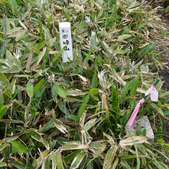 和田山北峰山頂、四等三角点「東餅屋」