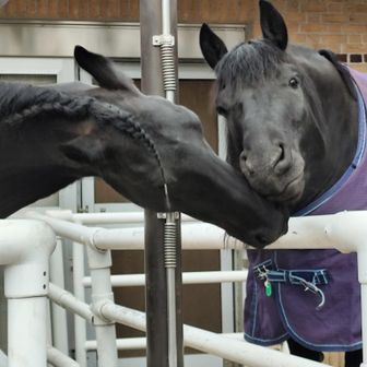 🐎🫏たま🫏🐎