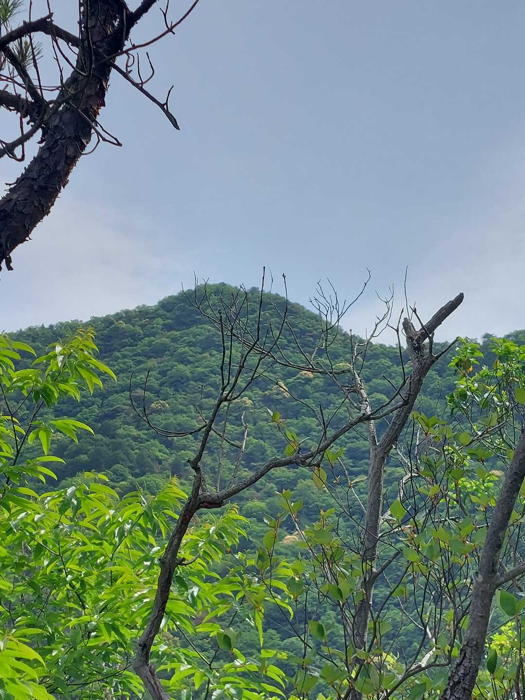 途中から三角点山