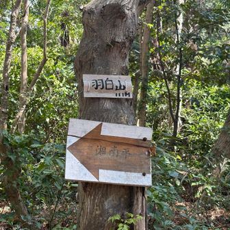 控えめな羽白山の山頂看板⛰️