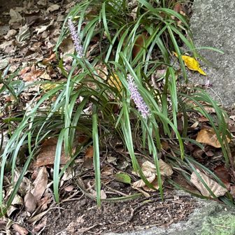 唯一のお花、ヤブラン