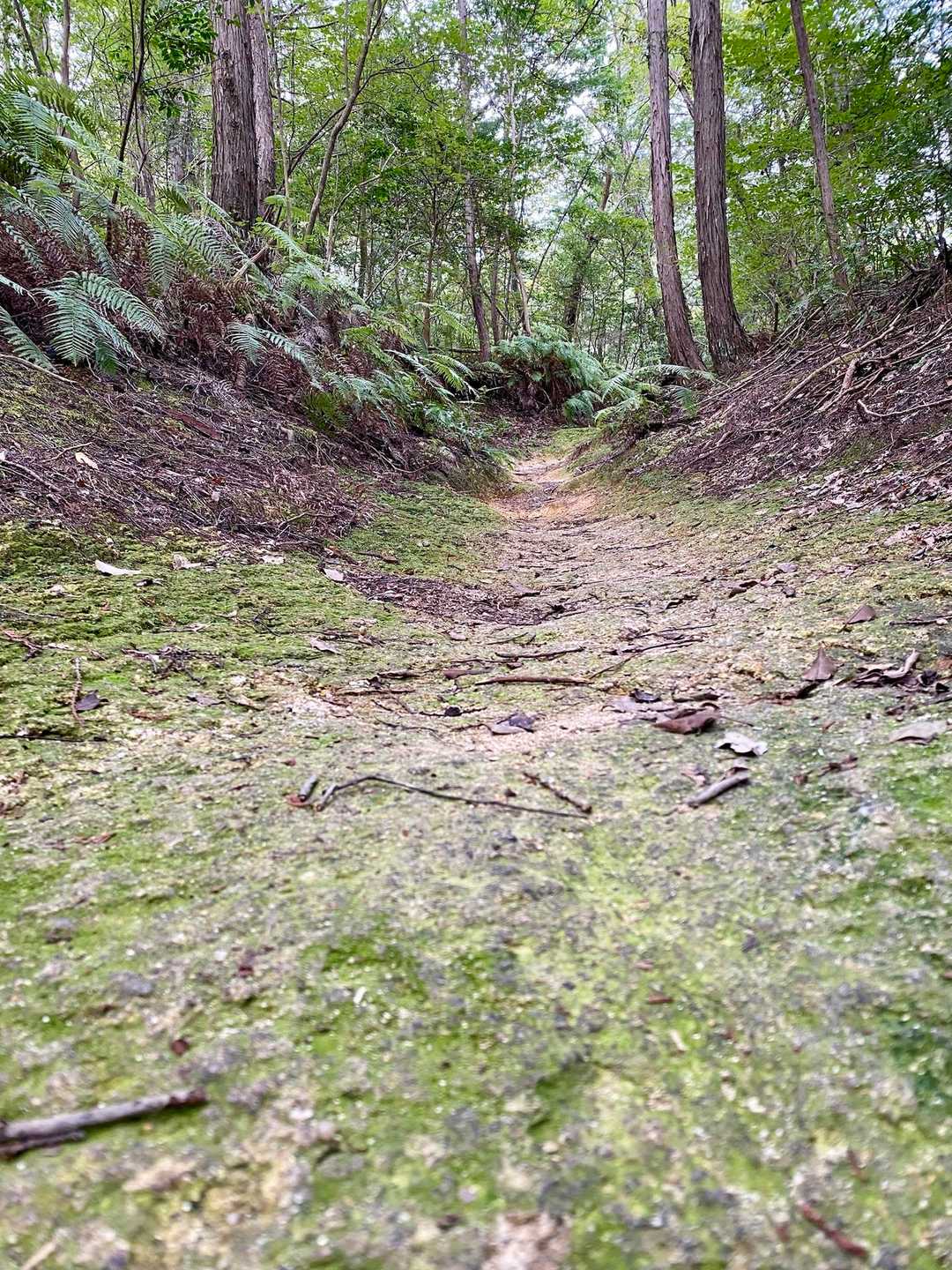 整備された歩きやすい道を進みます