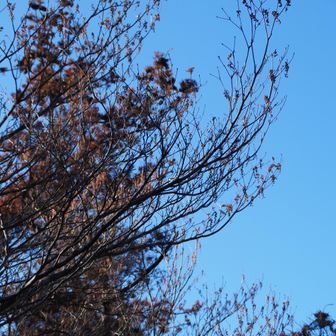 リョウブ。

✨情報提供：わたくさす様、ありがとうございます！