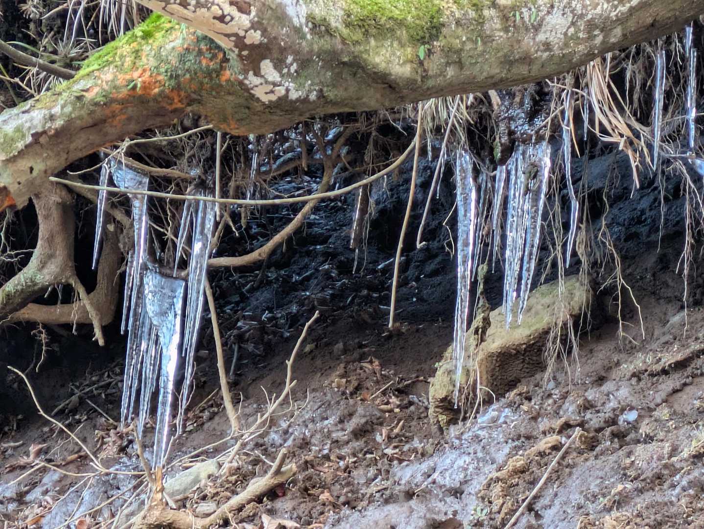 氷柱久しぶりに見ました。