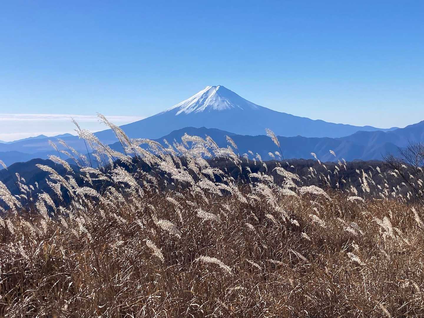芒と富士山