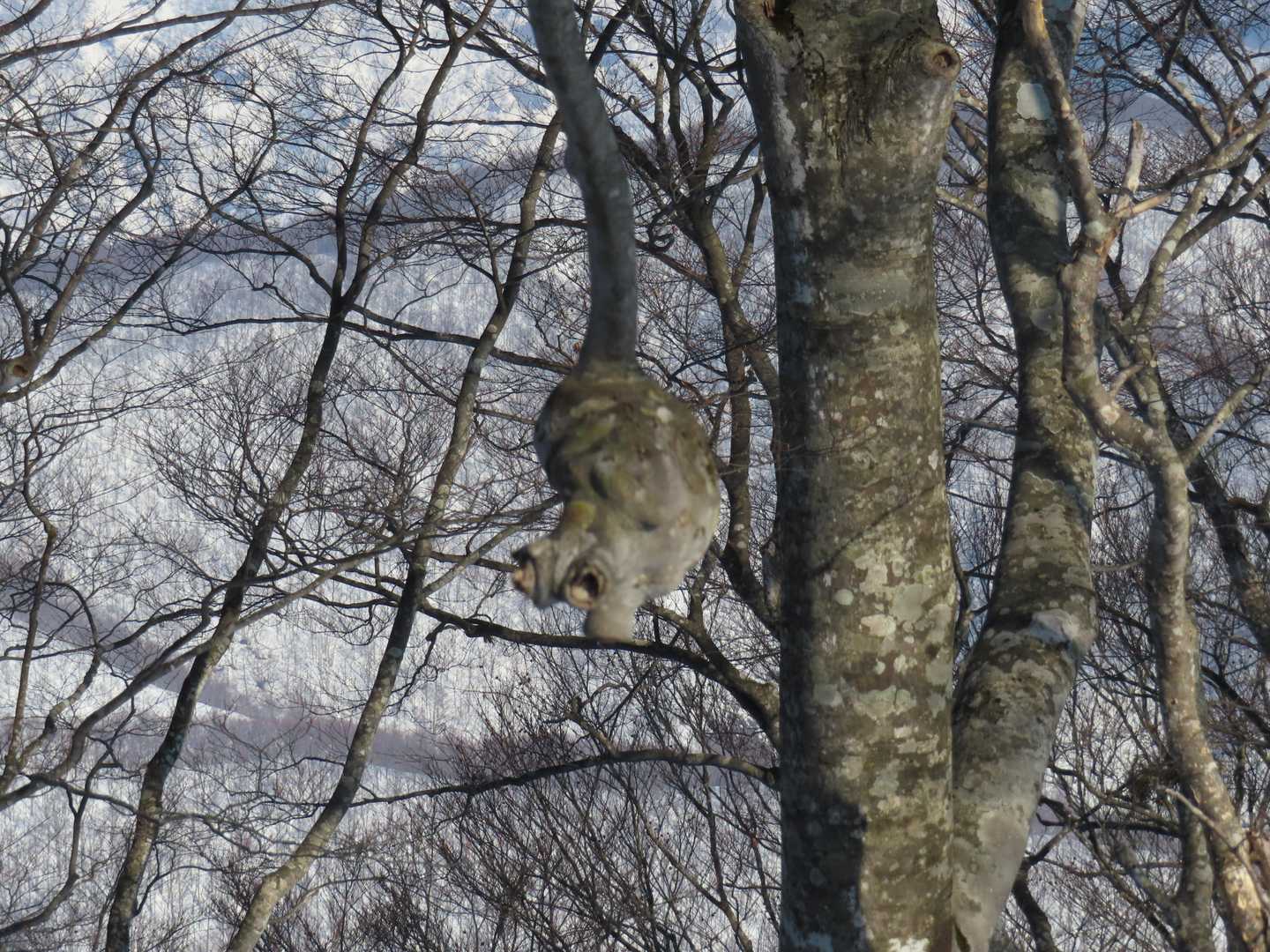 心臓みたいなやつ🫀