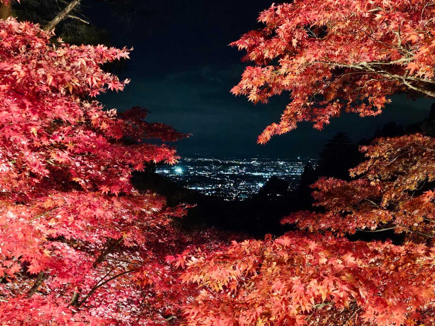 大山ケーブルバス停-大山-日向薬師バス停 縦走コースの写真