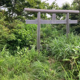 茫茫