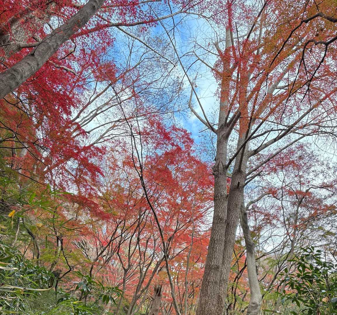 自然も街歩きも堪能！鎌倉の魅力を丸ごと体感できる天園ハイキングの写真