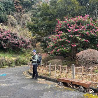 山茶花が綺麗に咲いていました✨
