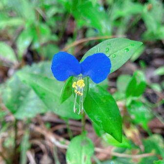 露草(つゆくさ)🧚🏻
☔️降ってきました
本降りになる前に終了😊