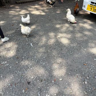 鶏いっぱい🐔🈵