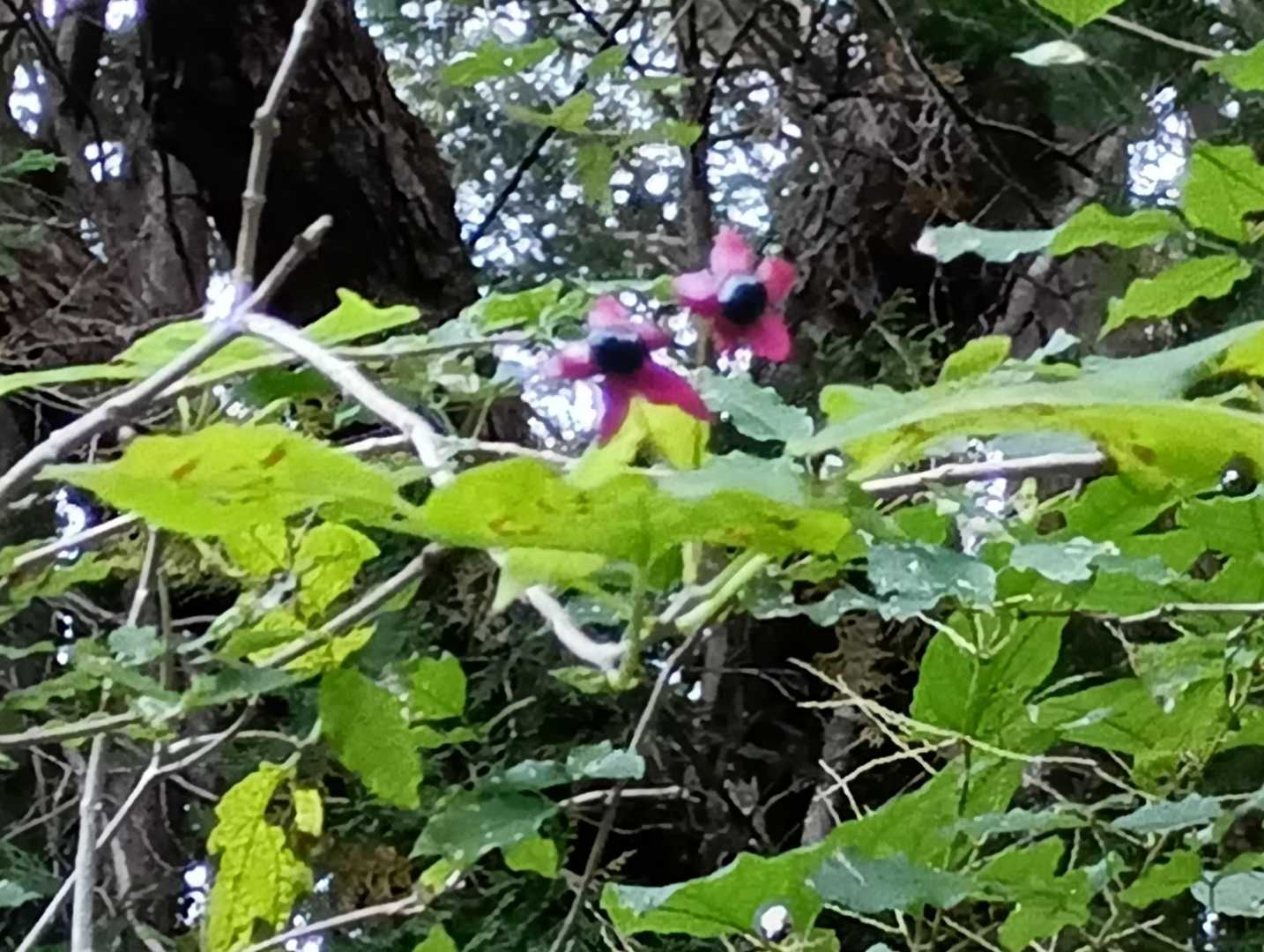クサギ