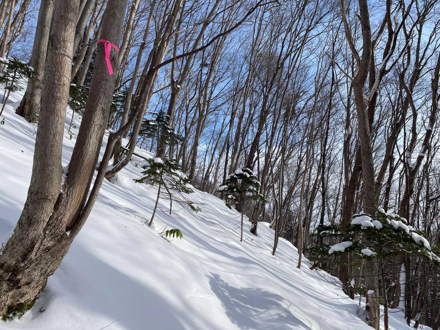 青山 周回コースの写真
