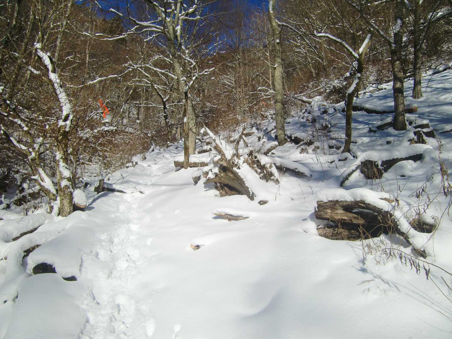 階段工からの登山道、行きも帰りもおいらの足跡だけ。
足跡しっかり付けときましたぜ、だんな♪