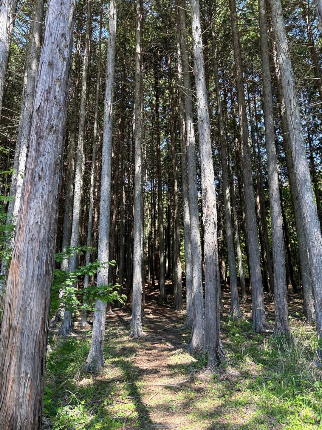 笹子雁ヶ腹摺山-笹子峠-矢立の杉 周回コースの写真