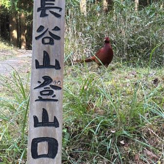 俺の⛰️と申しております