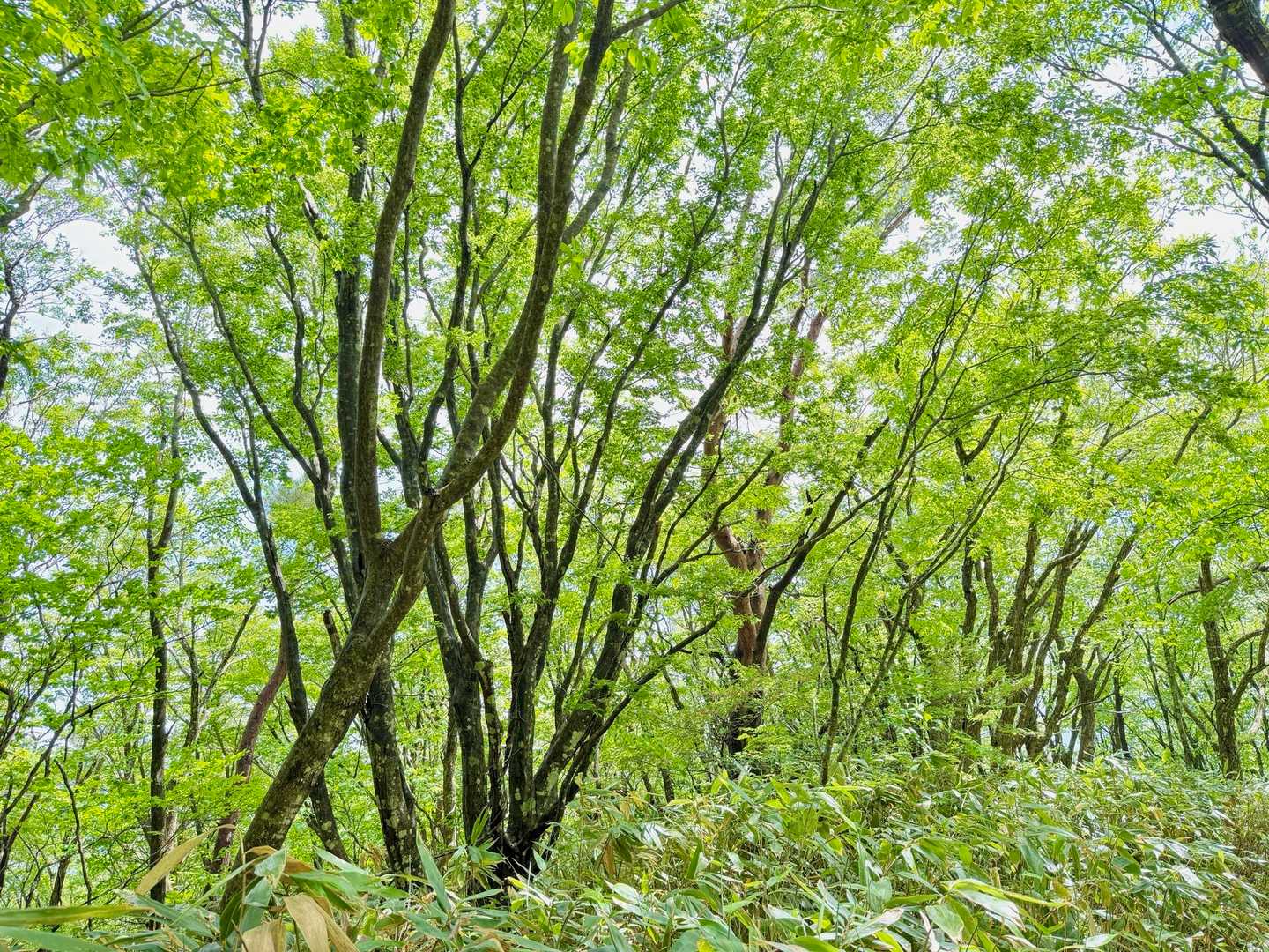 滝登山口-額取山-大将旗山 往復コースの写真