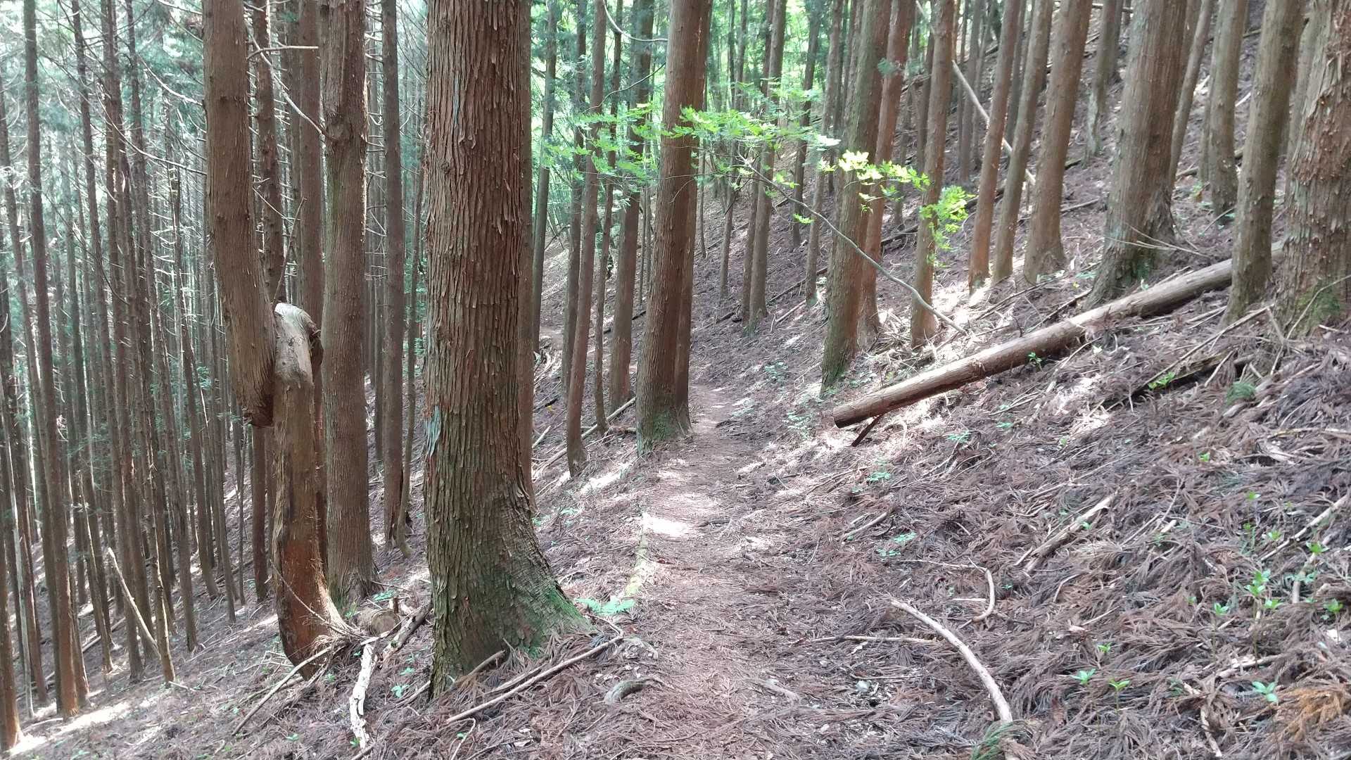 久しぶりのひねくれ君、乙かれさんでした＼(^o^)／