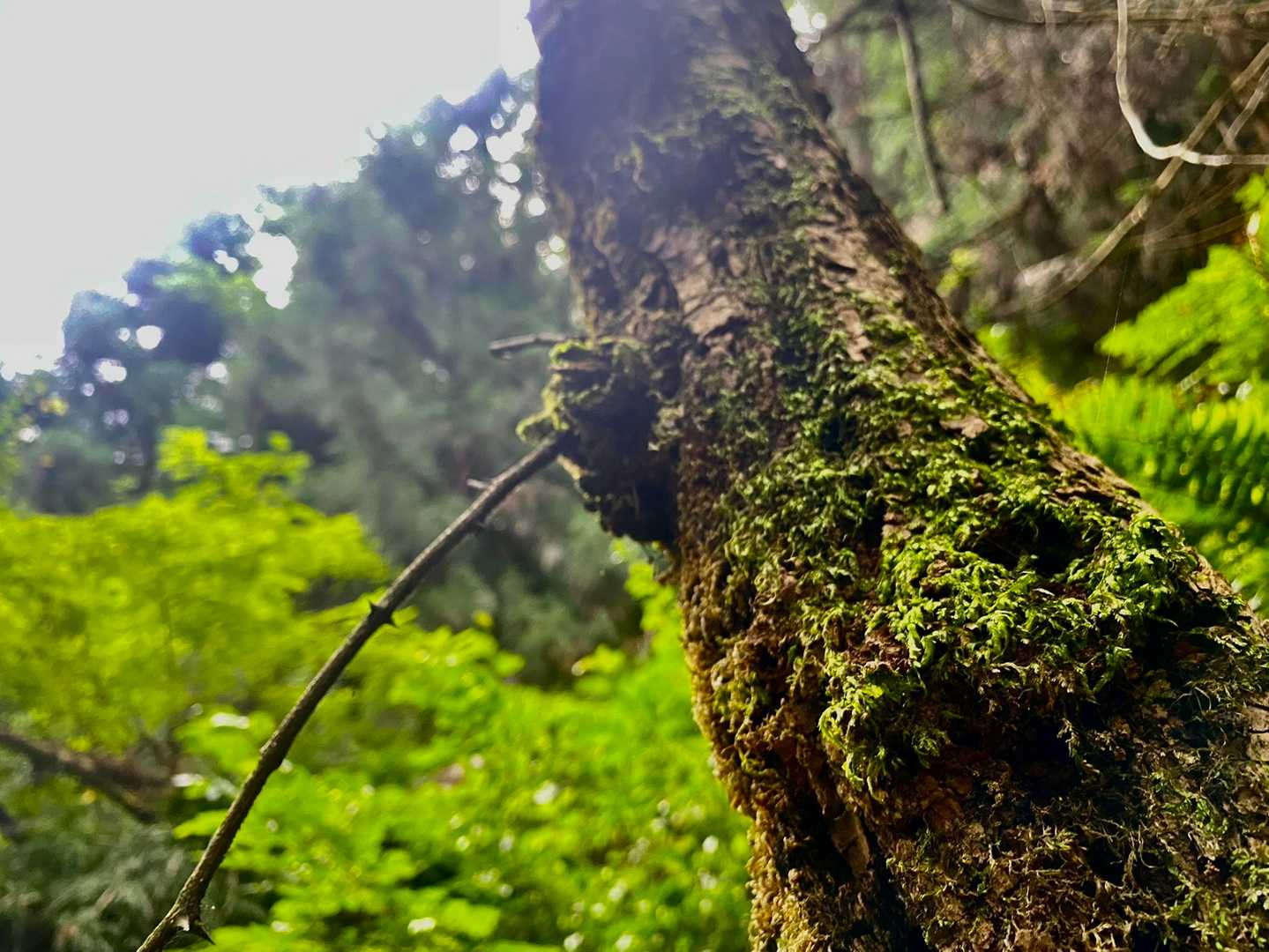 桜池方面は苔が多い