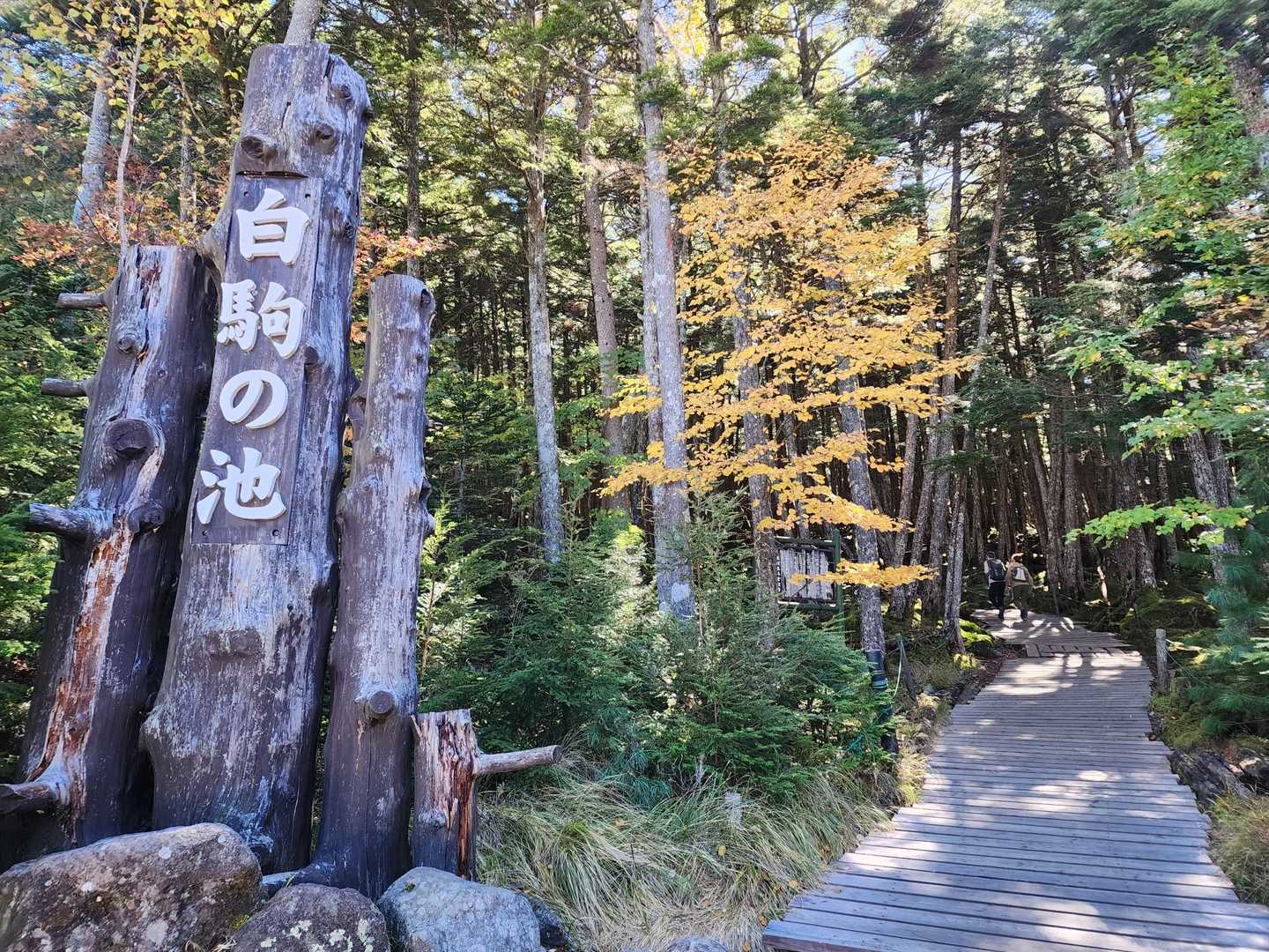 いつもより早めに出勤し急ぎの案件済ませてから白駒池へ